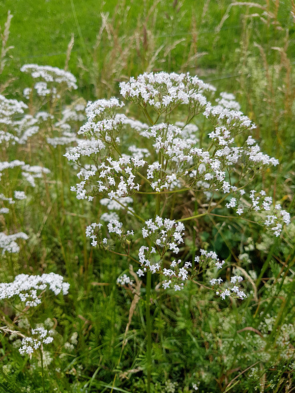 缬草,officinalis