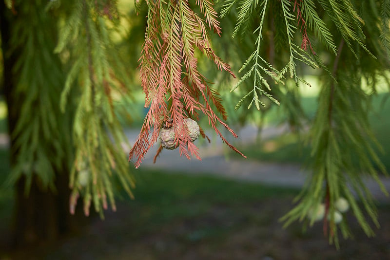 Taxodium distichum