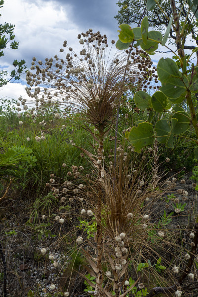 Veadeiros的Chapada dos Veadeiros