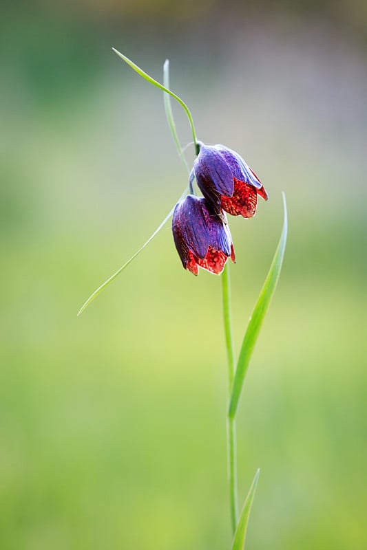 漂亮的野生紫罗兰郁金香花