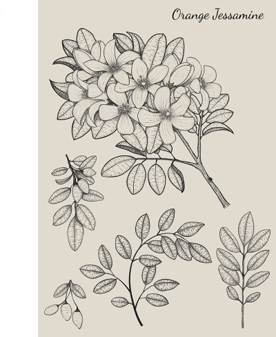 橙色茉莉属花