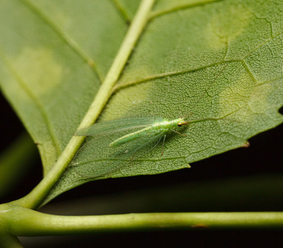 绿草蜻蛉