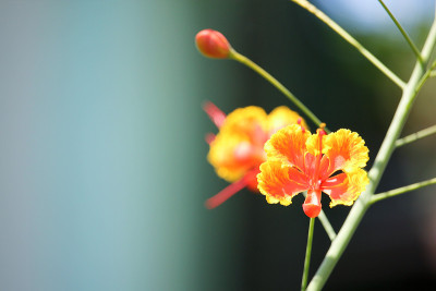 红色艳丽的花