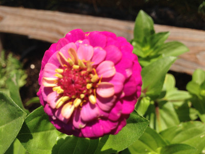 Zinnia花