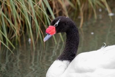 黑颈天鹅(cygnus melanoryphus)