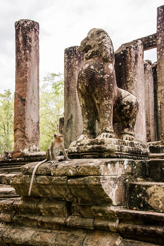 柬埔寨金边，一只猴子栖息在一座寺庙的墙上