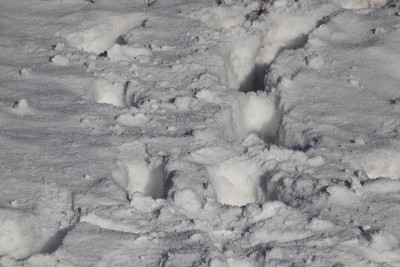 冬天雪地上的脚印