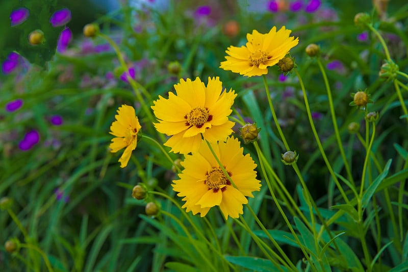 花——夏天的花——印第安纳州霍华德县