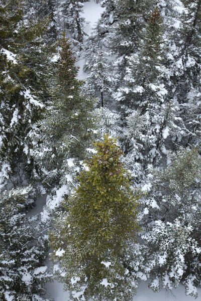 缅因州，秃山山顶上覆盖着积雪的树木。