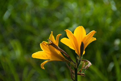 湿地黄花