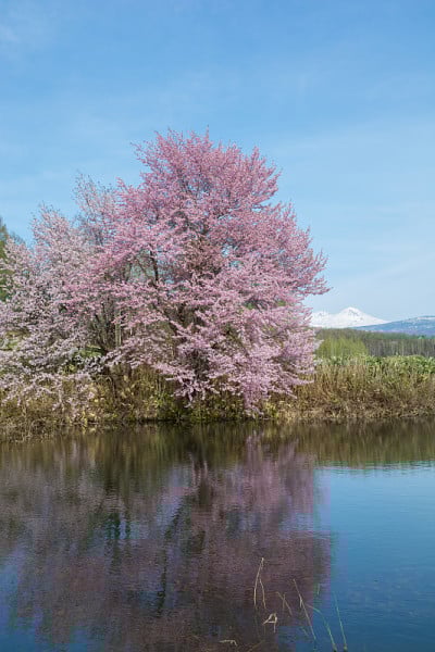 池塘边的樱花盛开