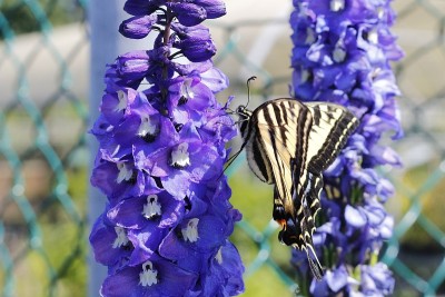 东方虎燕尾蝶(Papilio glaucus)正在吃一种紫色的罗苹(Lupinus polyphyl