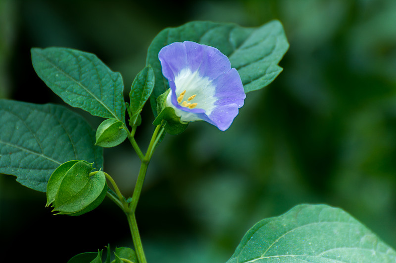 野生蓝花