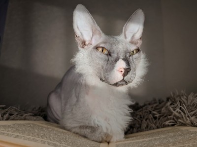 猫的休息