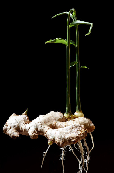 姜,officinale