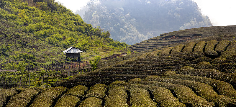 茶山