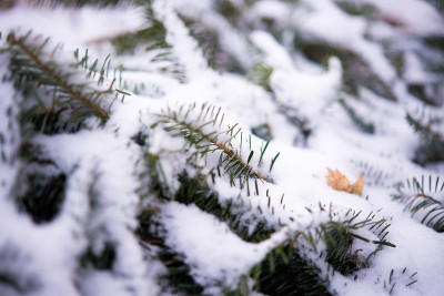 白雪皑皑的冷杉树