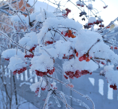 俄罗斯鄂木斯克地区，植物被雪覆盖