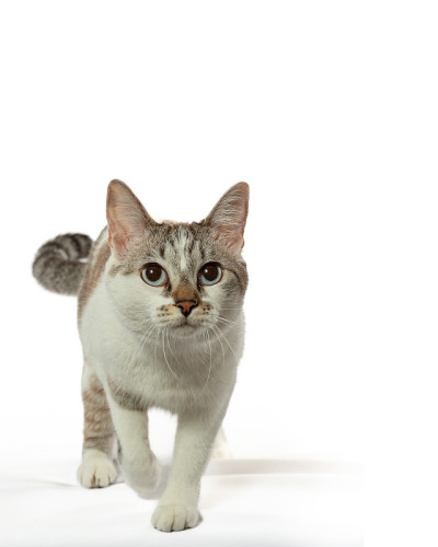 虎斑猫躺着看照片