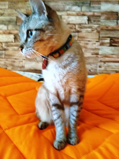路易莎猫