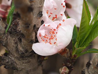 美丽的粉红色桃花宏。