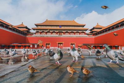中国北京紫禁城广场上的鸽子。鸽子在北京紫禁城红墙前飞翔。图中牌匾的中文翻译:午门。