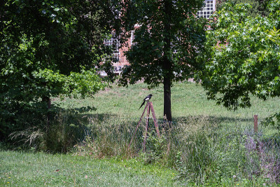 智能鸟欧亚喜鹊或普通喜鹊成年标本