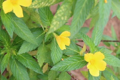 微距拍摄的黄色接骨木或喇叭藤花与叶。它的学名是Tecoma stans，俗称黄喇叭灌木，黄铃铛，姜汤