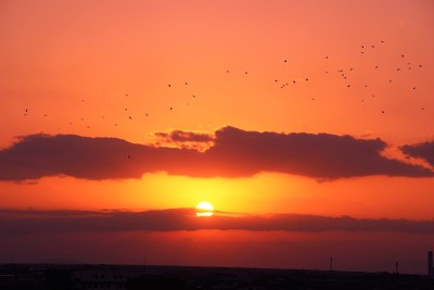 鲜红的夕阳和一群乌鸦。