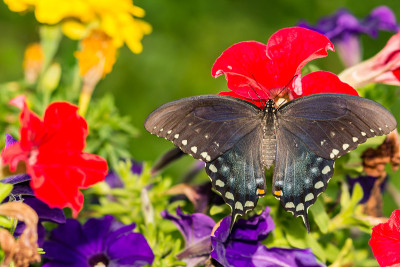 凤蝶(Papilio trolius)