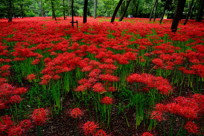 日本埼玉,Lycoris radiata