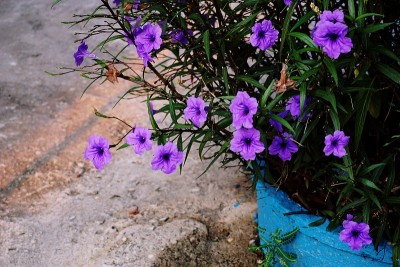 紫色爆荚花