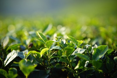 越南北部的富寿省有不错的茶园