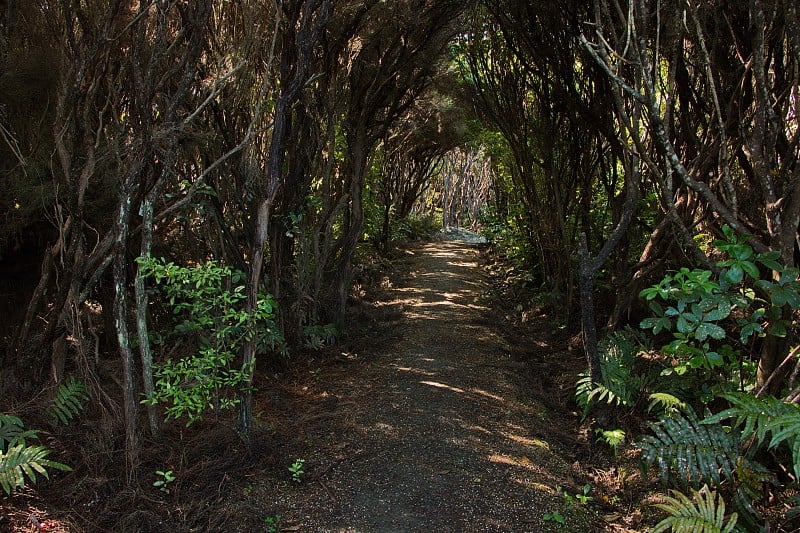 从Bluff山到Lookout Point的徒步旅行路线，Bluff, Southland在新西兰南