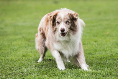 边境牧羊犬