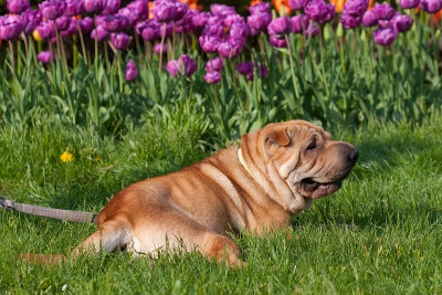 sharpei狗