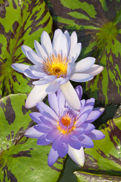 泻湖里的一对紫色莲花