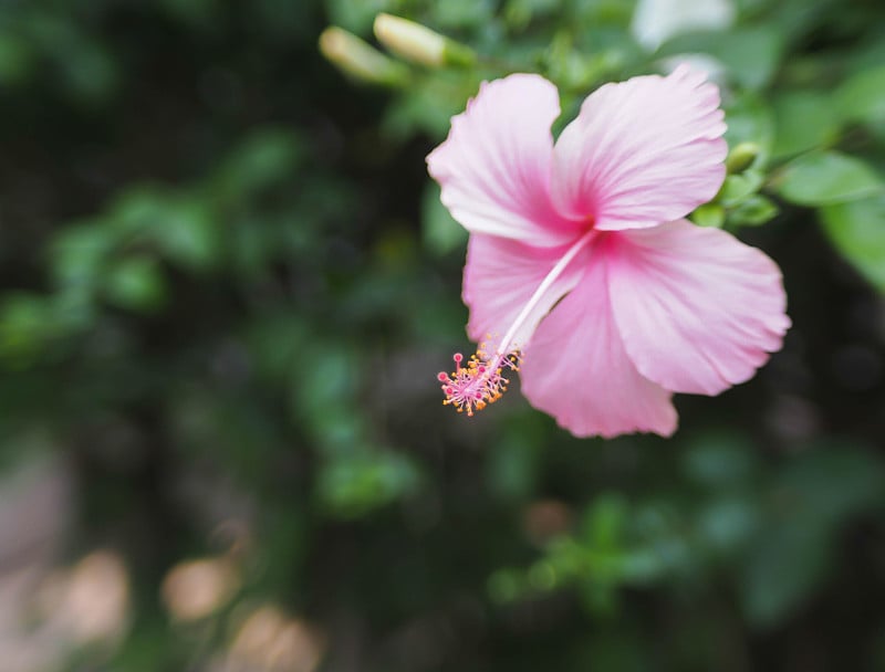 粉色的月季花