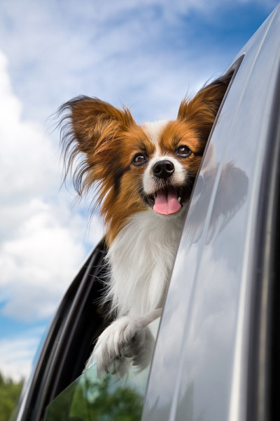 蝶耳犬在车里旅行