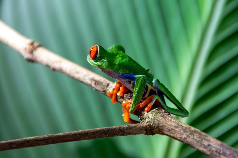 哥斯达黎加的红眼树蛙。Agalychnis callidryas