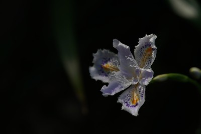 蝴蝶花