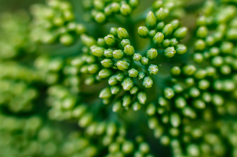 景天属植物的特写镜头