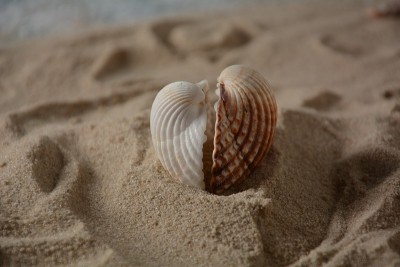 海贝在海浪的颜色背景与沙子。