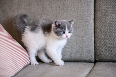 可爱小猫，室内射击