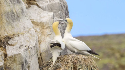 挪威北塘鹅的殖民地。北塘鹅(Morus bassanus)是一种海鸟，是塘鹅科苏里科最大的成员