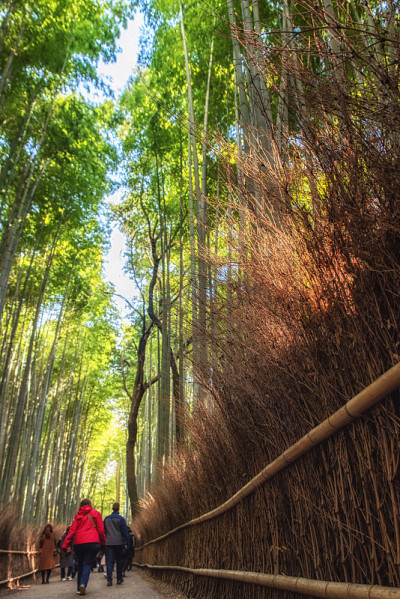 日本京都的岚山竹林