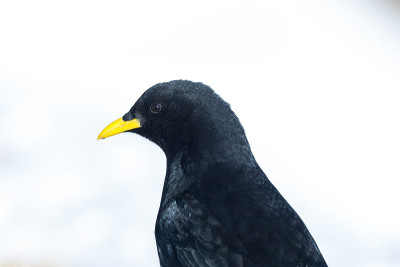 近侧视图高山丘夫(pyrrhocorax graculus)白色背景