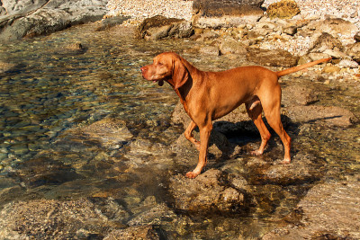 匈牙利猎狗Vizsla在海里游泳。狗在水里玩。狗的训练。夏日与狗在海边。