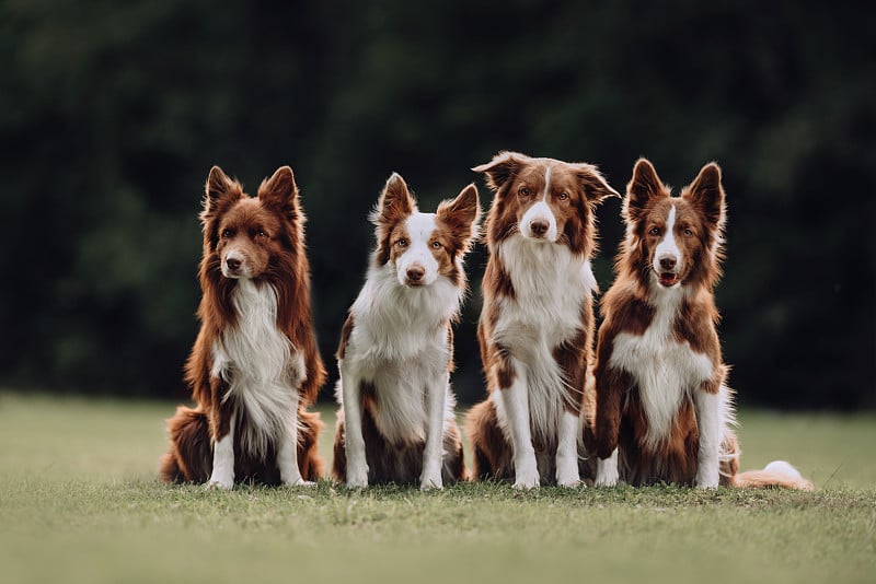 四只边境牧羊犬坐在一起