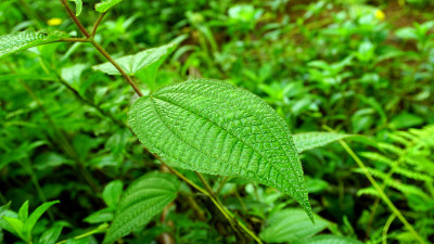 clidemia hirta